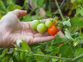 Farmer hand holding freshly harvested tomato in vegetable farm. photo