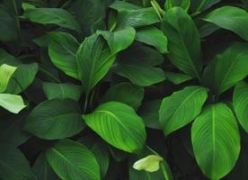 Green tropical leaves pattern background, Natural background and wallpaper. photo