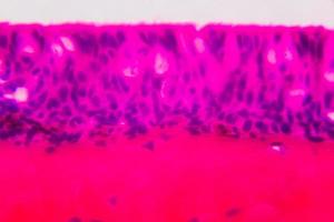 Anodonta branquias epitelio ciliado bajo el microscopio - color rosa y púrpura abstracto sobre fondo blanco. foto