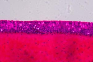 Anodonta gills ciliated epithelium under the microscope - Abstract pink and purple color on white background photo