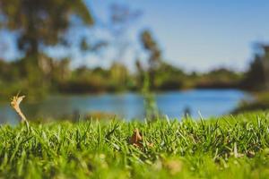 Primer plano de la hierba verde en el parque con el fondo borroso de un estanque y árboles foto
