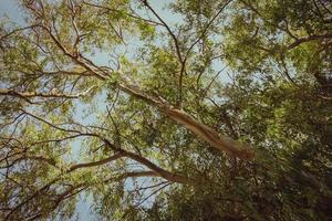 árbol de eucalipto desde abajo foto