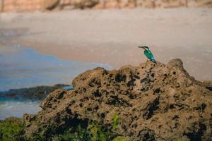 Common kingfisher Alcedo atthis bird sitting on the sea rock at the beach in Israel