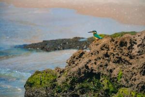 Common kingfisher Alcedo atthis bird sitting on the sea rock at the beach in Israel