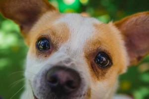 Adorable perro Jack Russell Terrier en el parque mirando a la cámara