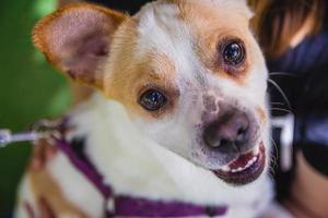 Adorable Jack Russell Terrier dog in the park looking at camera photo
