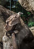 Vulture in cage at the zoo photo
