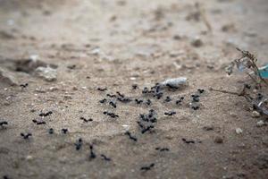 Primer plano de un grupo de hormigas negras caminando sobre tierra