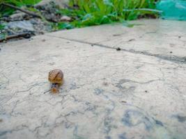 Close up of a snail crawling on a marble surface in the garden after the rain photo