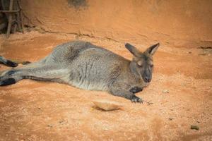 Wallaby de cuello rojo en el zoológico foto
