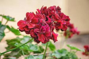Closeup of beautiful geranium red on blur background photo