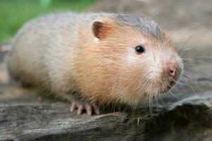 Mole rat or Large bamboo rat in the garden photo