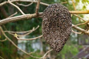 Jungle honeycomb on a tree branch in the forest, The MIM honey bee has the scientific name Apis florea photo