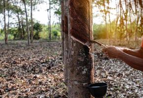 Portrait gardener man tapping latex from a rubber tree form Thailand photo