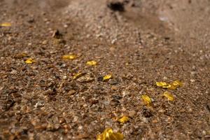 Mineral de pepita de oro puro que se encuentra en la mina con fuentes de agua naturales. foto