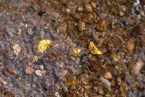 Mineral de pepita de oro puro que se encuentra en la mina con fuentes de agua naturales. foto