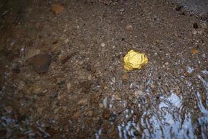 Mineral de pepita de oro puro que se encuentra en la mina con fuentes de agua naturales. foto