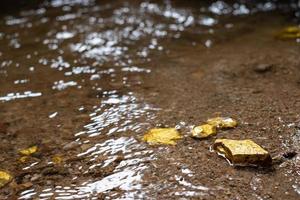 Mineral de pepita de oro puro que se encuentra en la mina con fuentes de agua naturales. foto