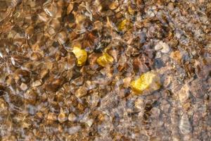 Mineral de pepita de oro puro encontrado en la mía con fuentes naturales bajo el agua foto