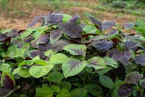 Spinach or red amaranth vegetables in gardens photo