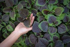 Woman hand holding spinach or red amaranth vegetables in gardens photo