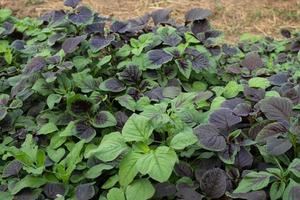 Spinach or red amaranth vegetables in gardens photo