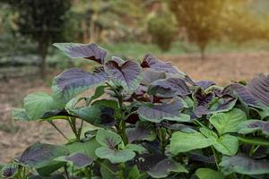 Spinach or red amaranth vegetables in gardens photo