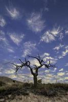 Olive tree at sunset photo