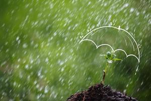 paraguas protege el árbol joven de la lluvia foto