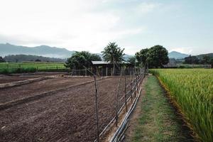 las plantas de arroz en los campos, arrozales foto