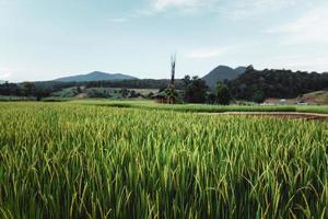 The rice plants in the fields,Paddy field photo