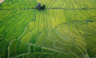 Green rice fields and farming high angle view photo