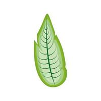 leaf vegetation icon vector