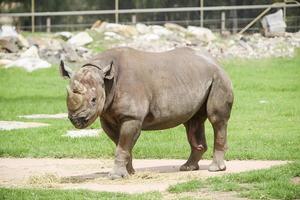 DUBBO, AUSTRALIA, JANUARY 4, 2017 - Black rhinoceros from Taronga Western Plains Zoo in Dubbo. This city zoo was opened at 1916 and now have more than 4000 animals photo