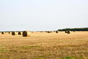 round hay bales in a field photo