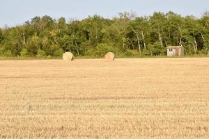 round hay bales in a field photo