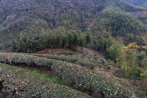 Rows of regular tea trees in the tea garden photo