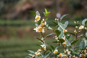 The tea trees in the tea garden are in full bloom photo