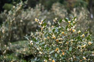 The tea trees in the tea garden are in full bloom photo