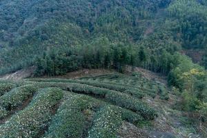 Rows of regular tea trees in the tea garden photo