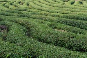 Hileras de árboles de té regulares en el jardín de té foto