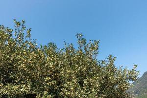 The tea trees in the tea garden are in full bloom photo