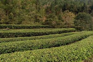 Hileras de árboles de té regulares en el jardín de té foto