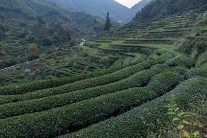 Rows of regular tea trees in the tea garden photo