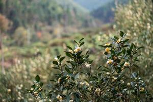 The tea trees in the tea garden are in full bloom photo