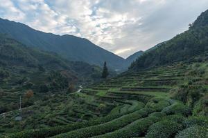 Rows of regular tea trees in the tea garden photo