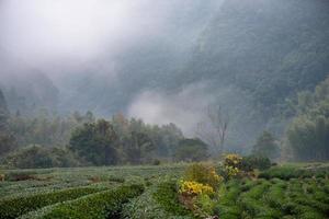 Tea mountain and forest in morning fog photo