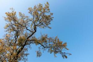 There are many strange looking trees in the wild photo