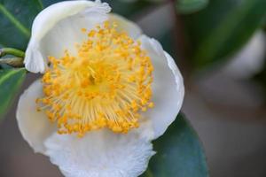 Under the sun, Tea flowers with white petals and yellow flower cores are in the wild tea forest photo