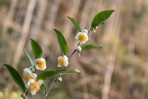Under the sun, Tea flowers with white petals and yellow flower cores are in the wild tea forest photo